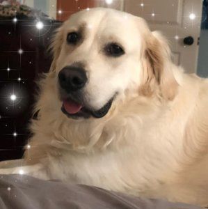 Meet your Posher, Alice